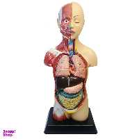 بازی آموزشی طرح مولاژ آناتومی بدن انسان مدل 6060