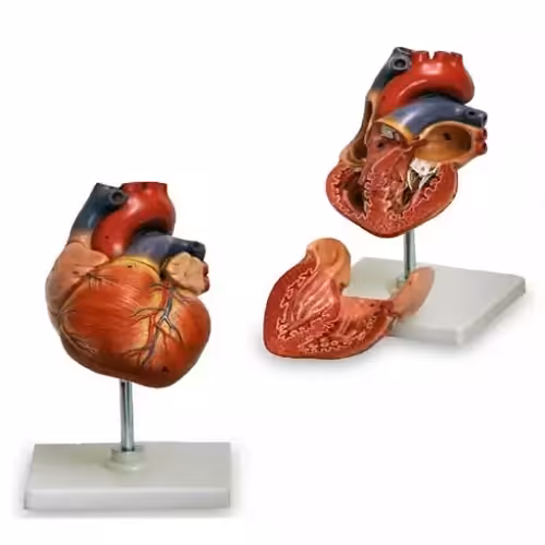 مولاژ قلب 1.5 برابر