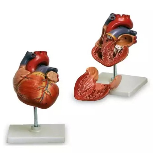 مولاژ قلب 15 برابر