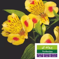 بذر گل پروانه ای طلایی رویان