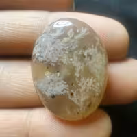 شجر شکوفه صورتی طبیعی و بدون بهسازی خاص و فوق العاده زیبا