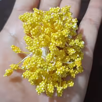 پرچم گل .  تمشکی . در چهار رنگ . زرد. لیمویی . صورتی و سفید 