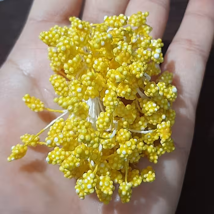 پرچم گل .  تمشکی . در چهار رنگ . زرد. لیمویی . صورتی و سفید 