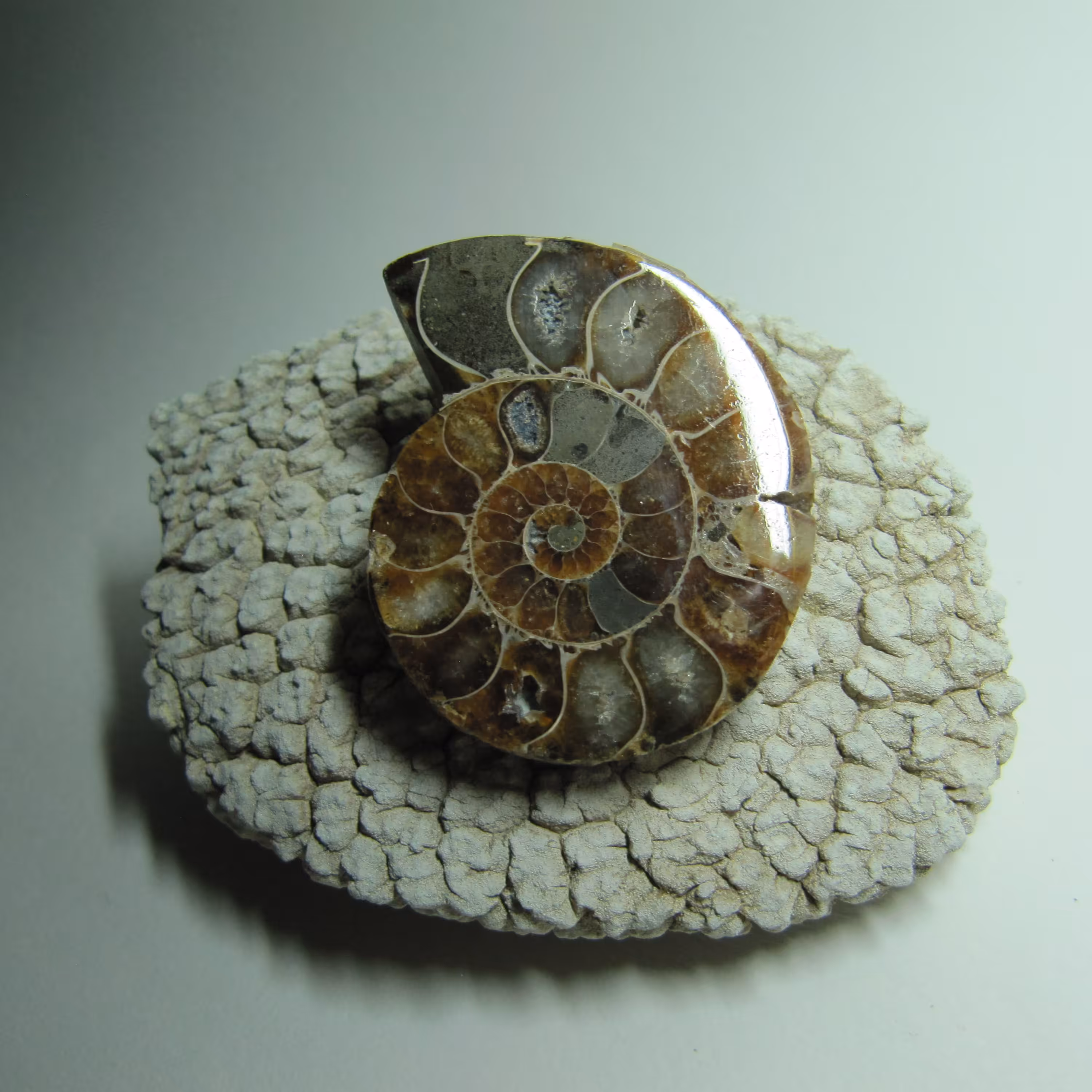 فسیل آمونیت 24 گرمی 100 میلیون ساله