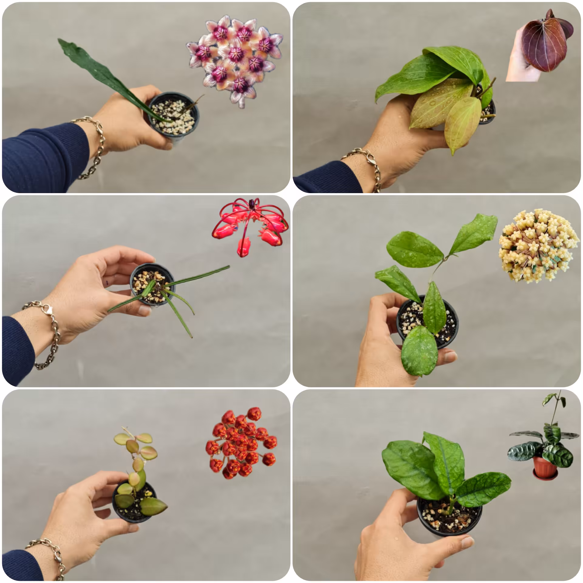 پکیج هویا معطر کلکسیونی کد 113