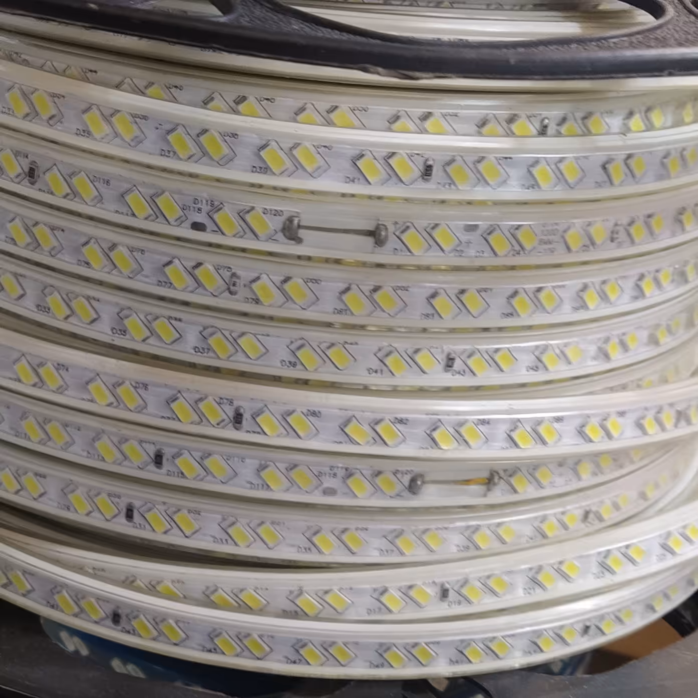 ریشه شلنگی آفتابی 