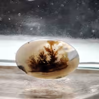 شجر  قائن کد 502