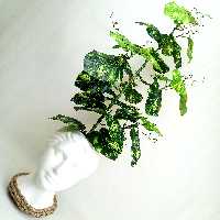 گل مصنوعی درختچه پتوس 27 برگ وارداتی در ارتفاع یک متر(عالیجناب)