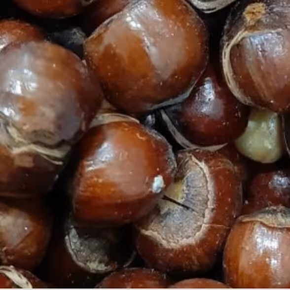 فندق بو داده(عرضه اولیه)