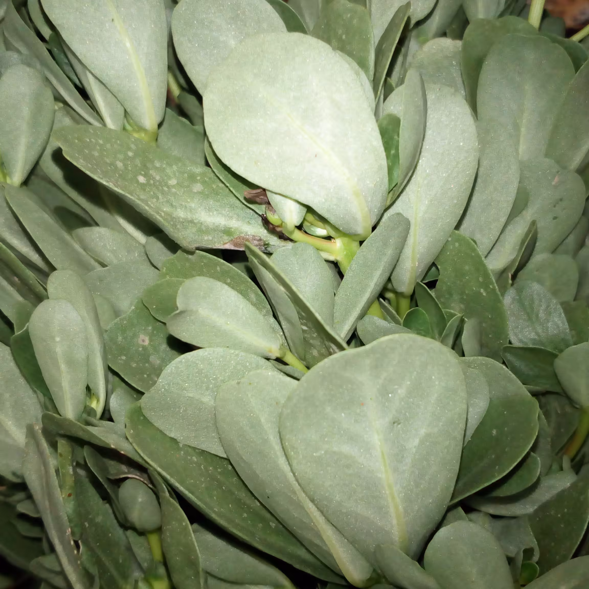 بذر خرفه اعلاء بسته 250 گرمی