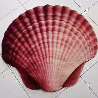 فرش دایره زرباف طرح گوش ماهی سایز 95در100