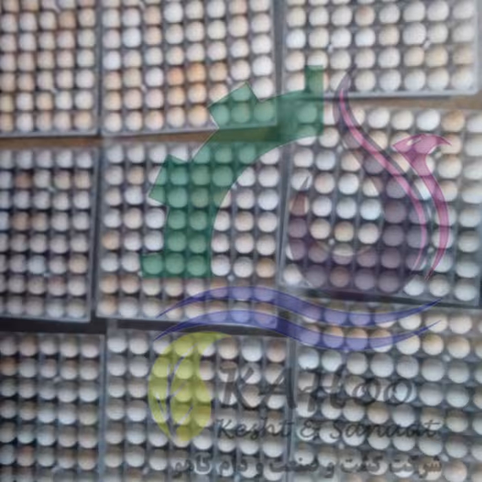 تخم کبک نطفه دار  پُروتی - درصد هچ بالا