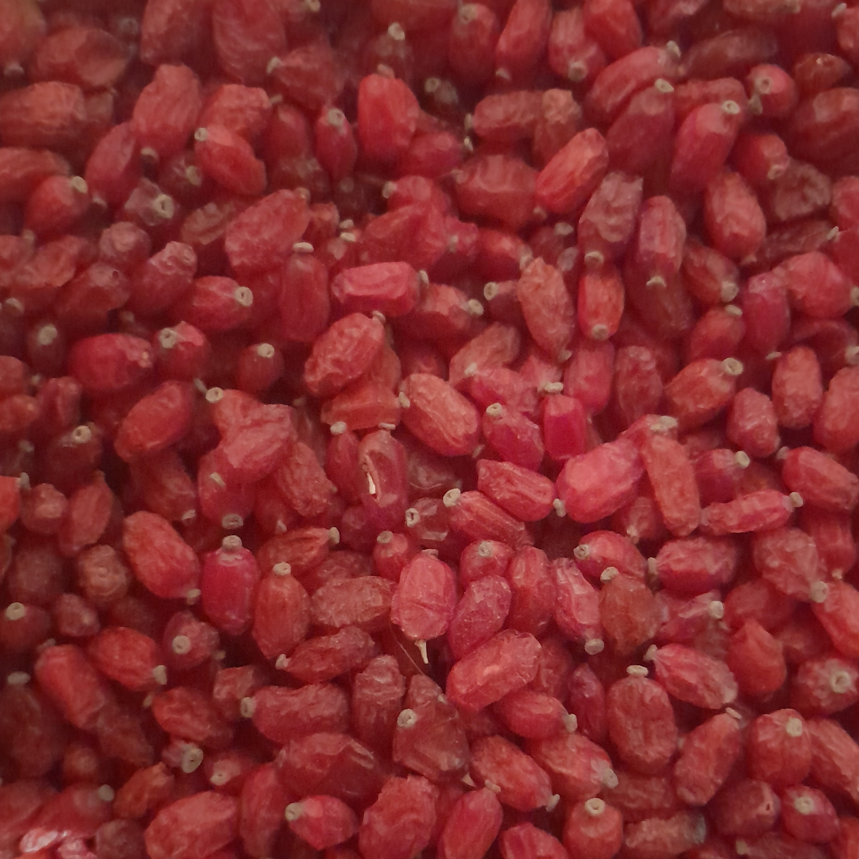 زرشک خراسان جنوبی 