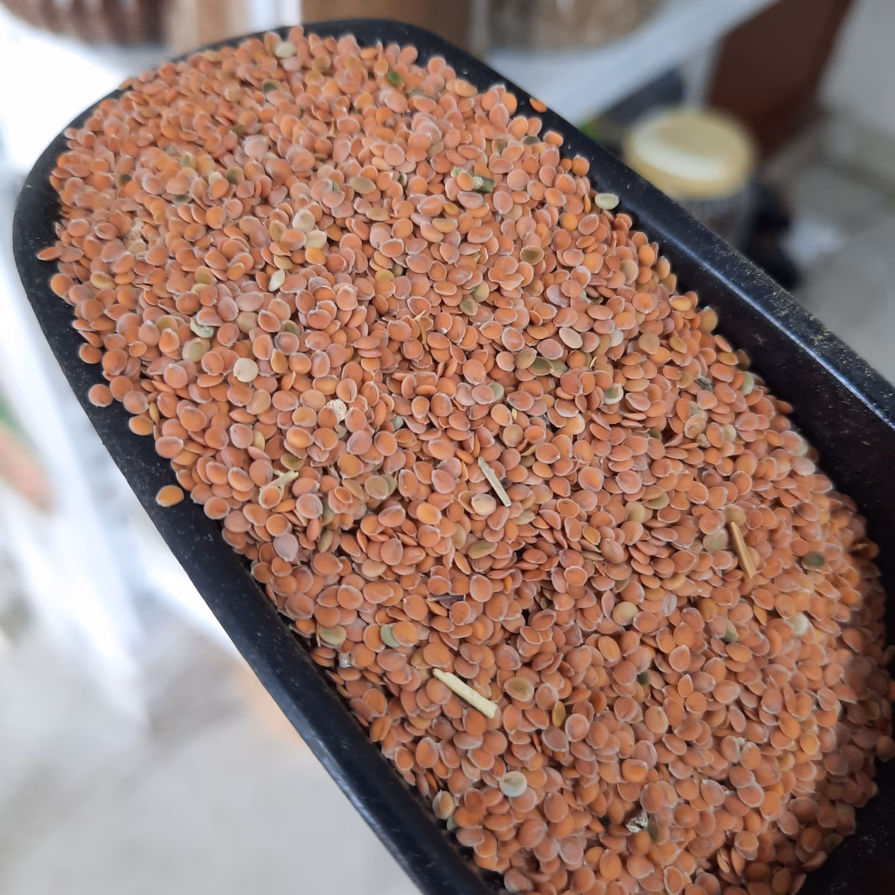 قدومه شیرازی