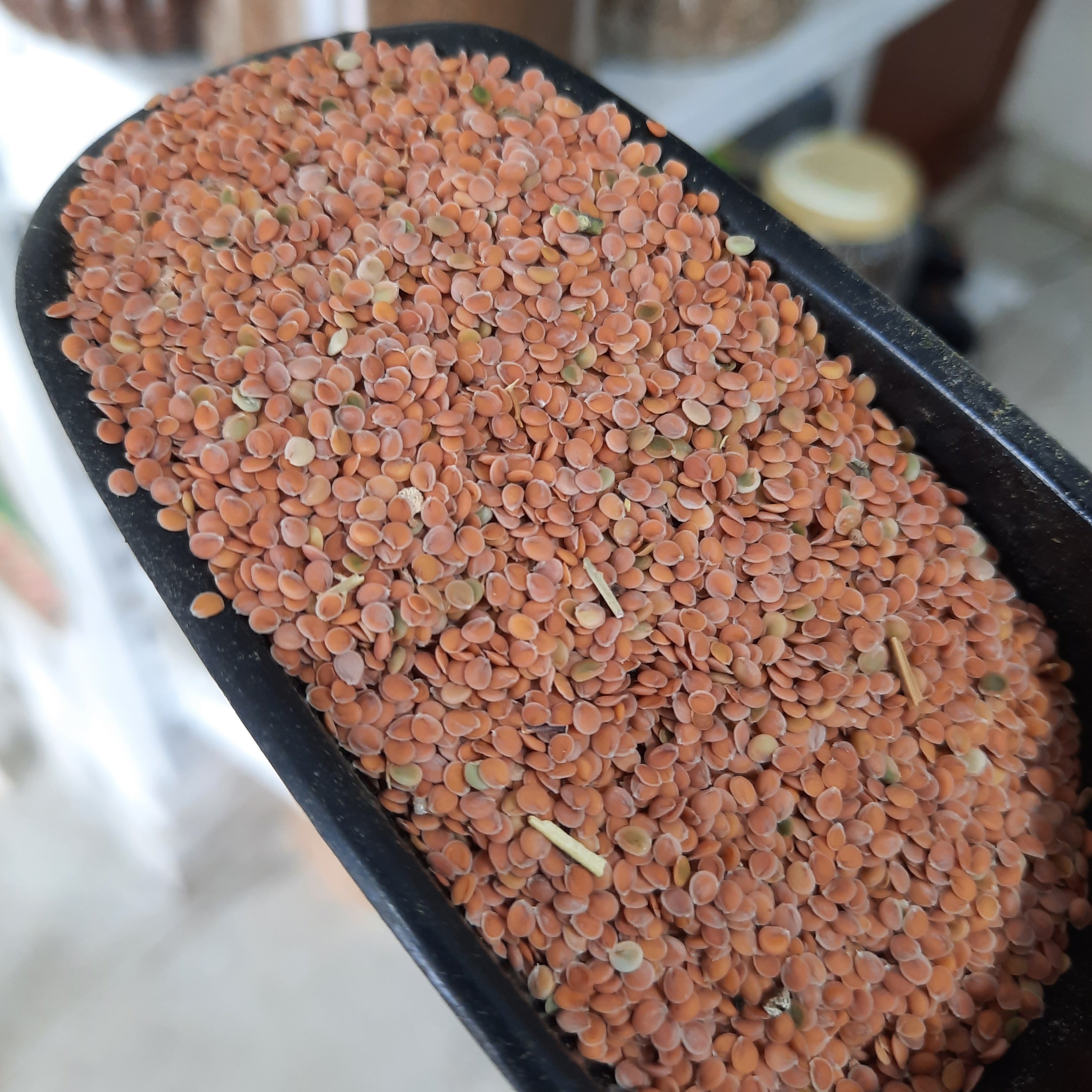 قدومه شیرازی