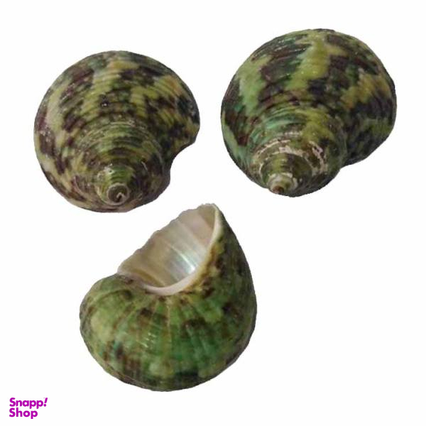 صدف تزیینی مدل a08 بسته 3 عددی