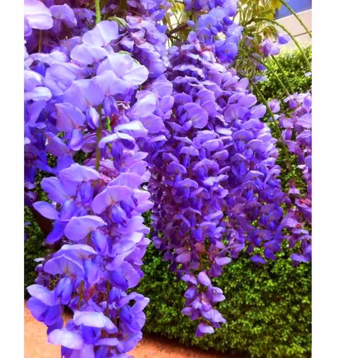 گلیسین گلدانی معطر
