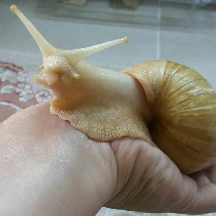 حلزون غول پیکر آچاتینا(آلبینو)مناسب برای پرورش یا نگهداری به عنوان حیوان خانگی بی صدا و بی دردسر (9 سانت به بالا)