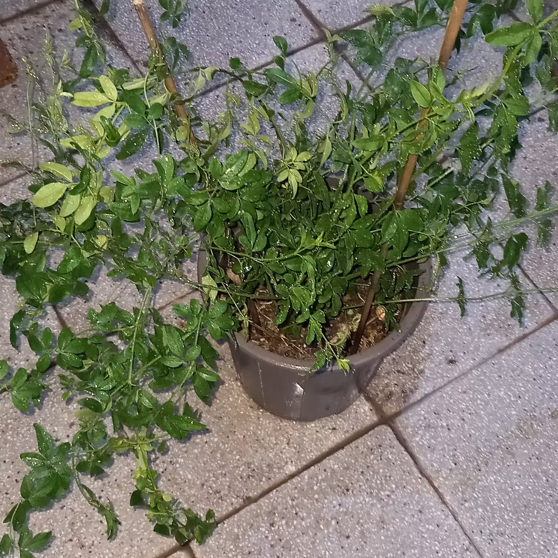 یاس زرد(یاس شیروانی)
