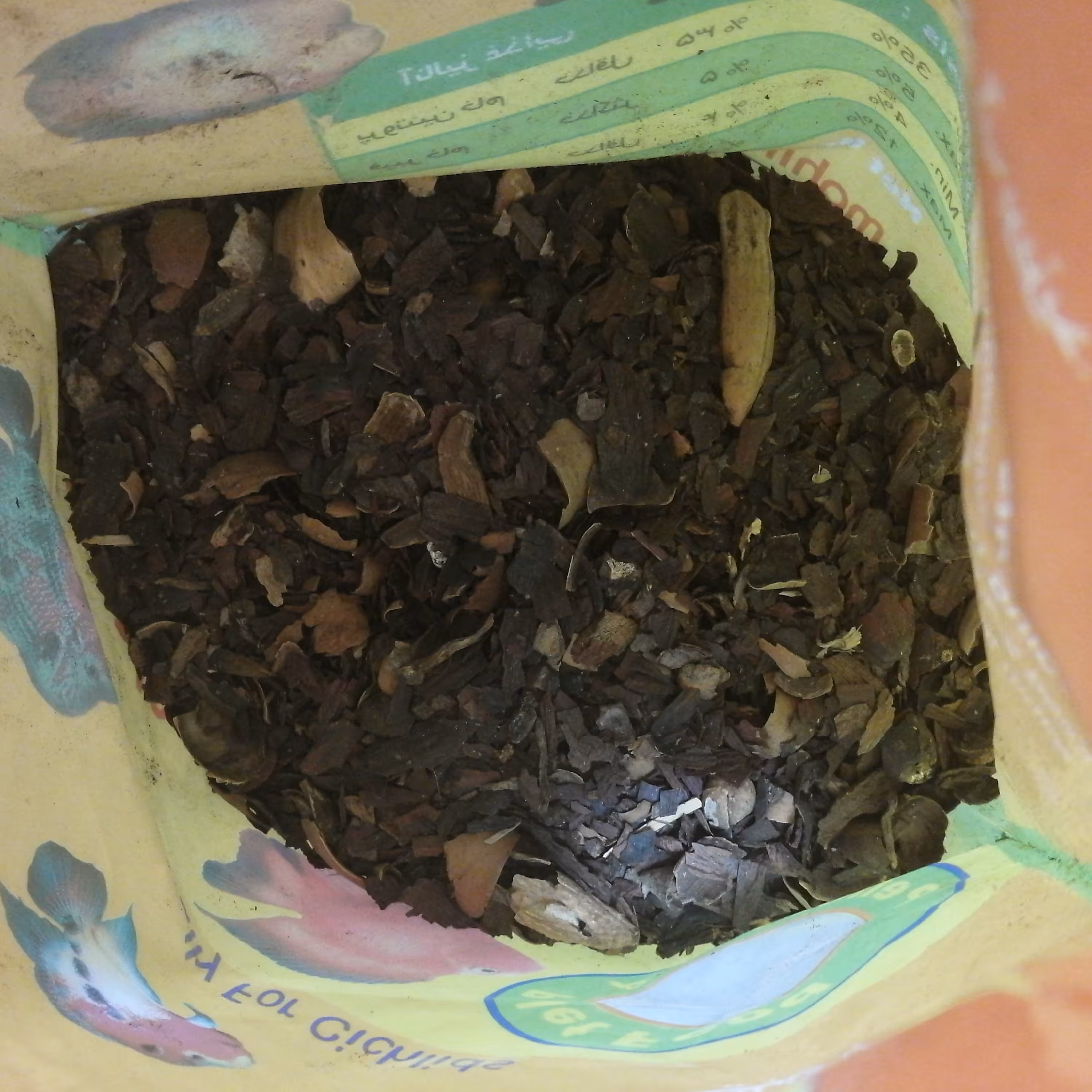 جفت بلوط یک سیر