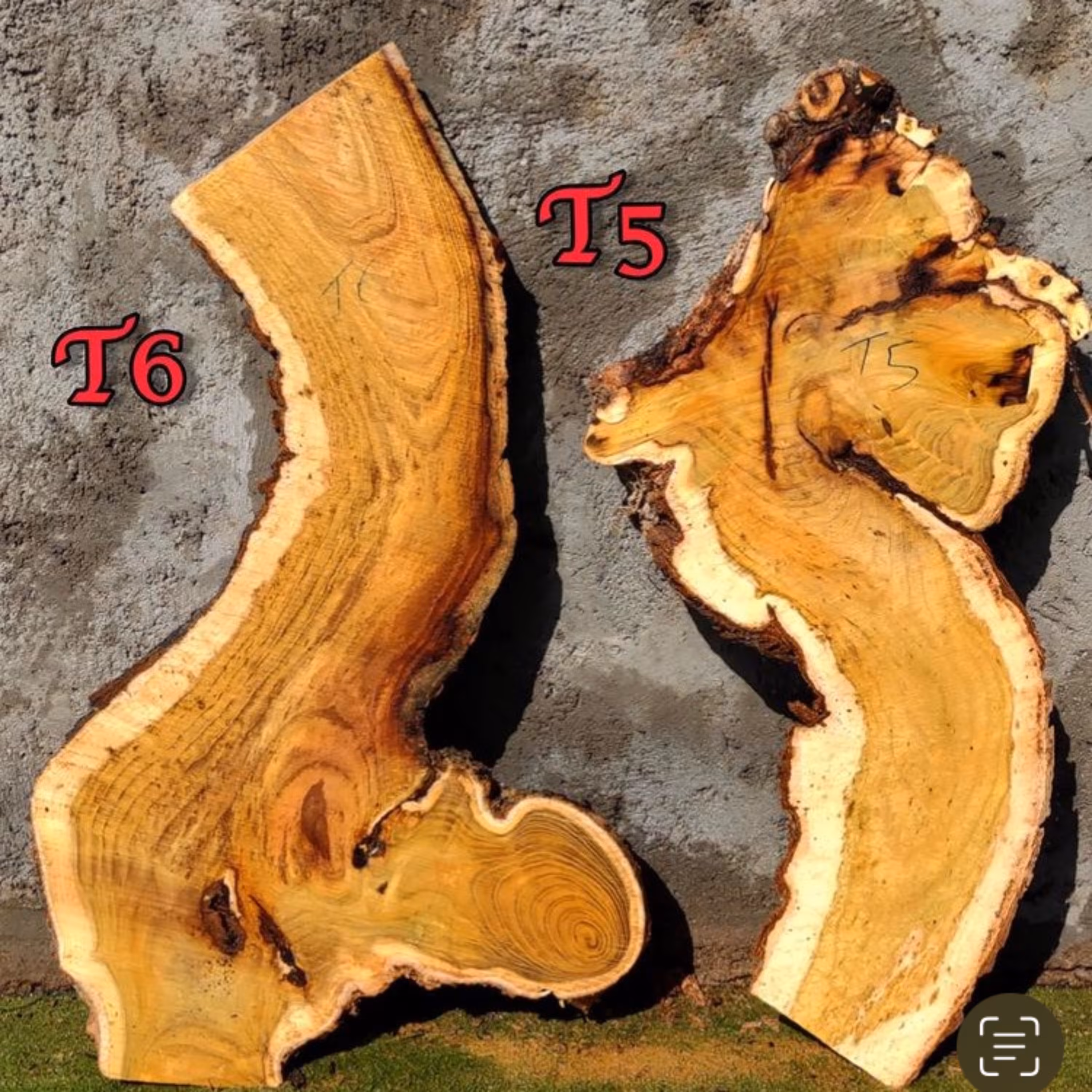 ریشه درخت توت.کاملا کمیاب .کامل ساب خورده و تمیز شده.