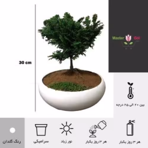بن سای کاج  نانا  در دیش سرامیکی قطر دیش 25 سانتی متر ارتفاع گیاه 25 تا 35 سانت