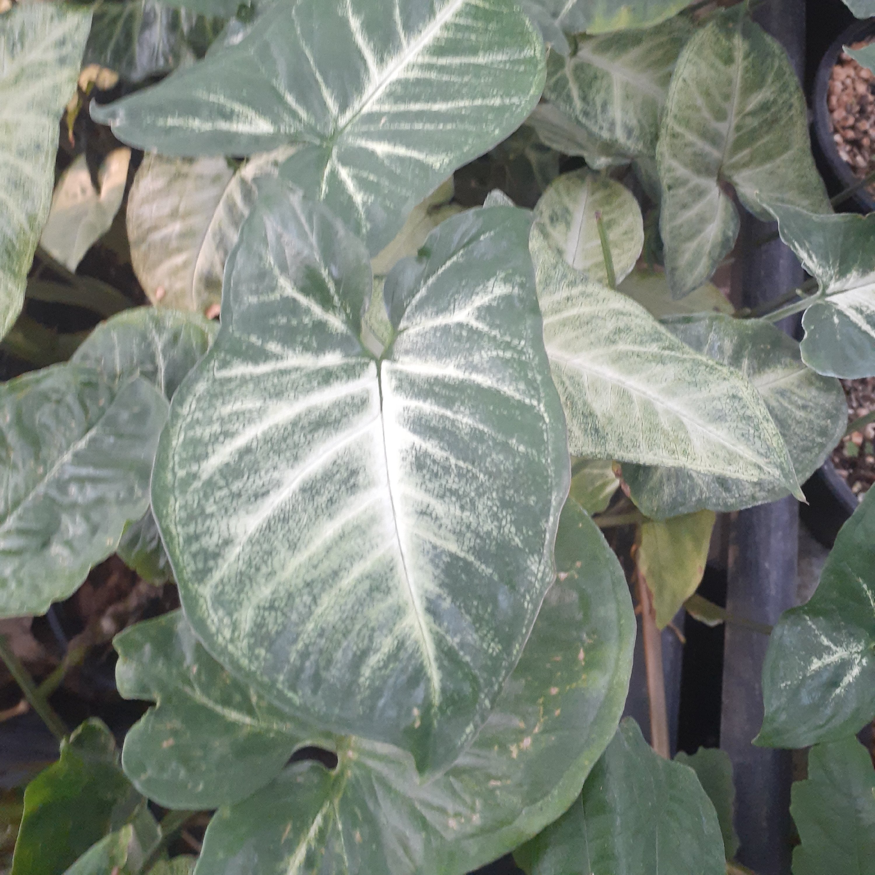 گل آپارتمانی سینگونیوم ابلق