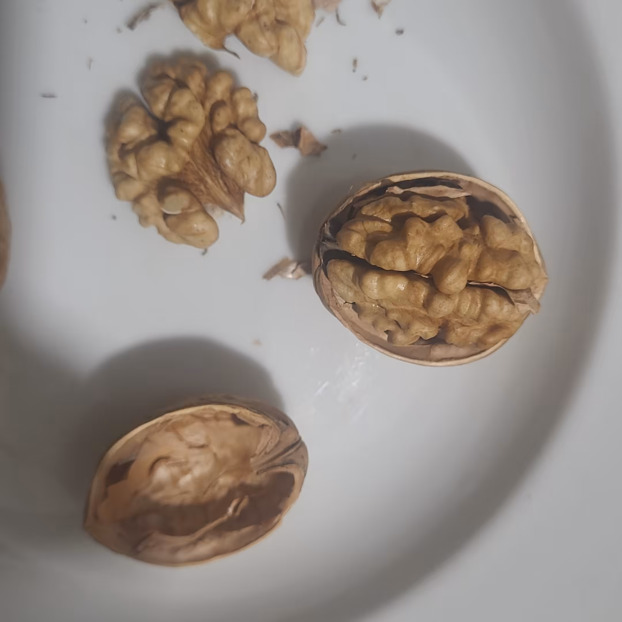 گردو پوست کاغذی 