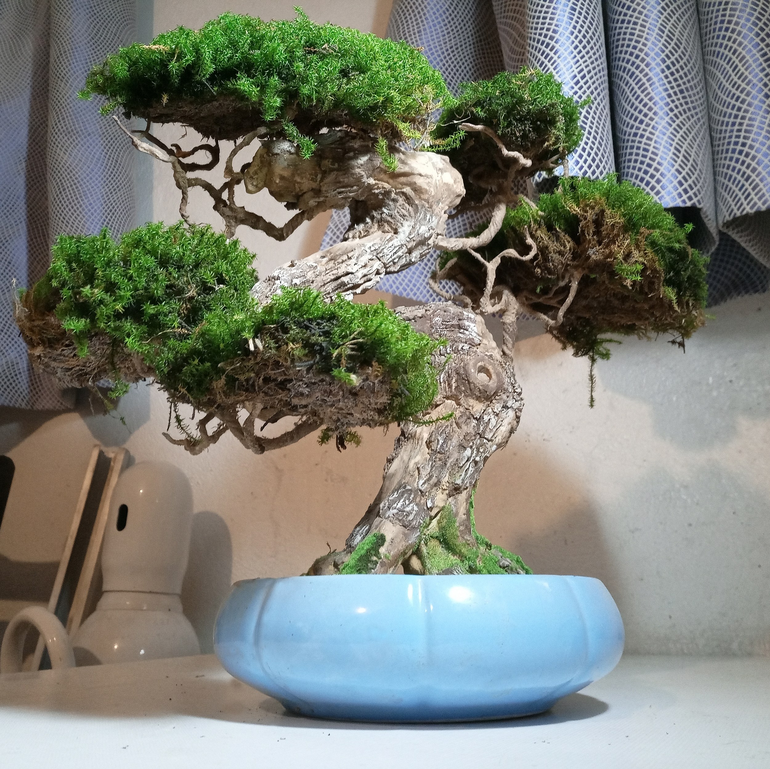 بنسای نیمه مصنوعی با زیبایی خیره کننده 