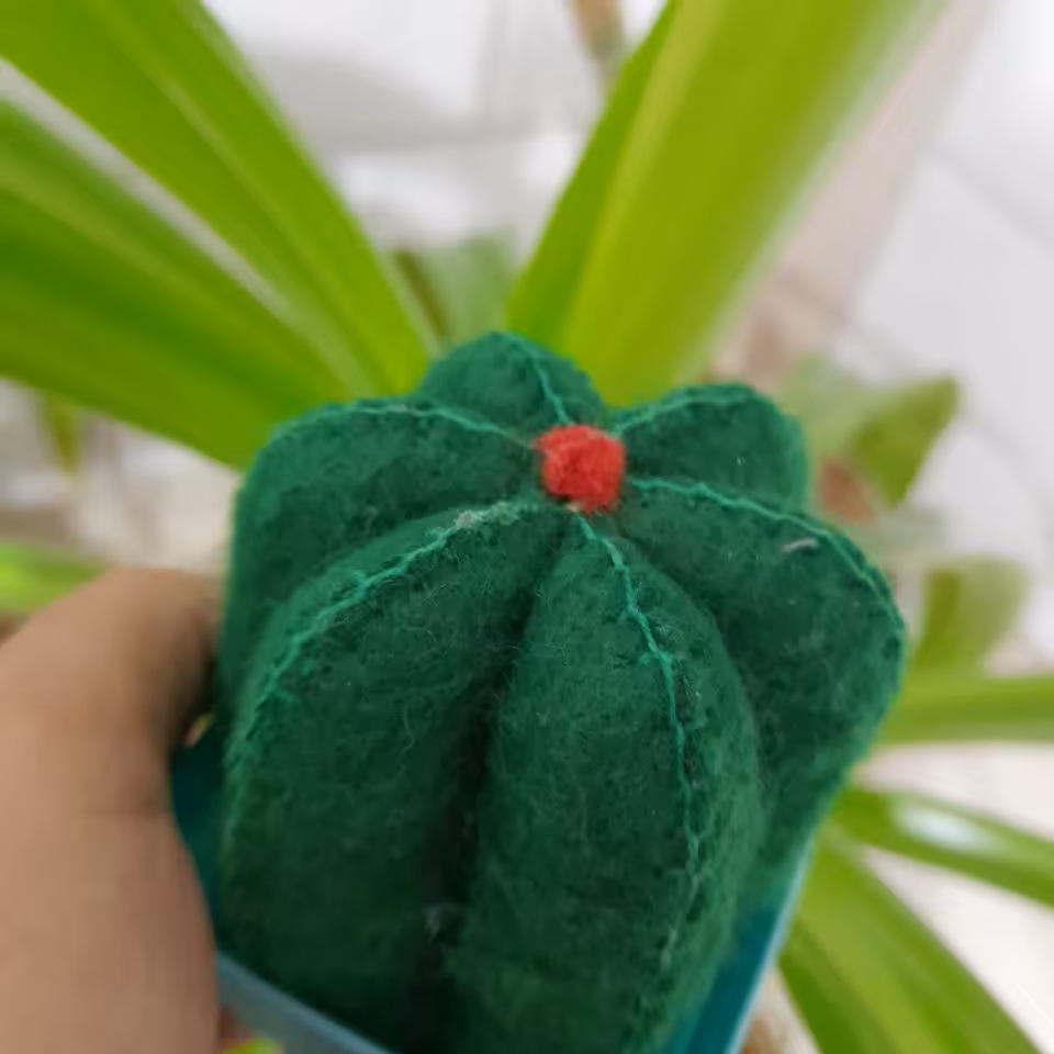 کاکتوس نمدی