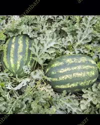 بذر هندوانه دالاس