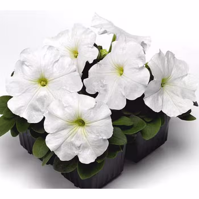 بذر گل اطلسی سفید