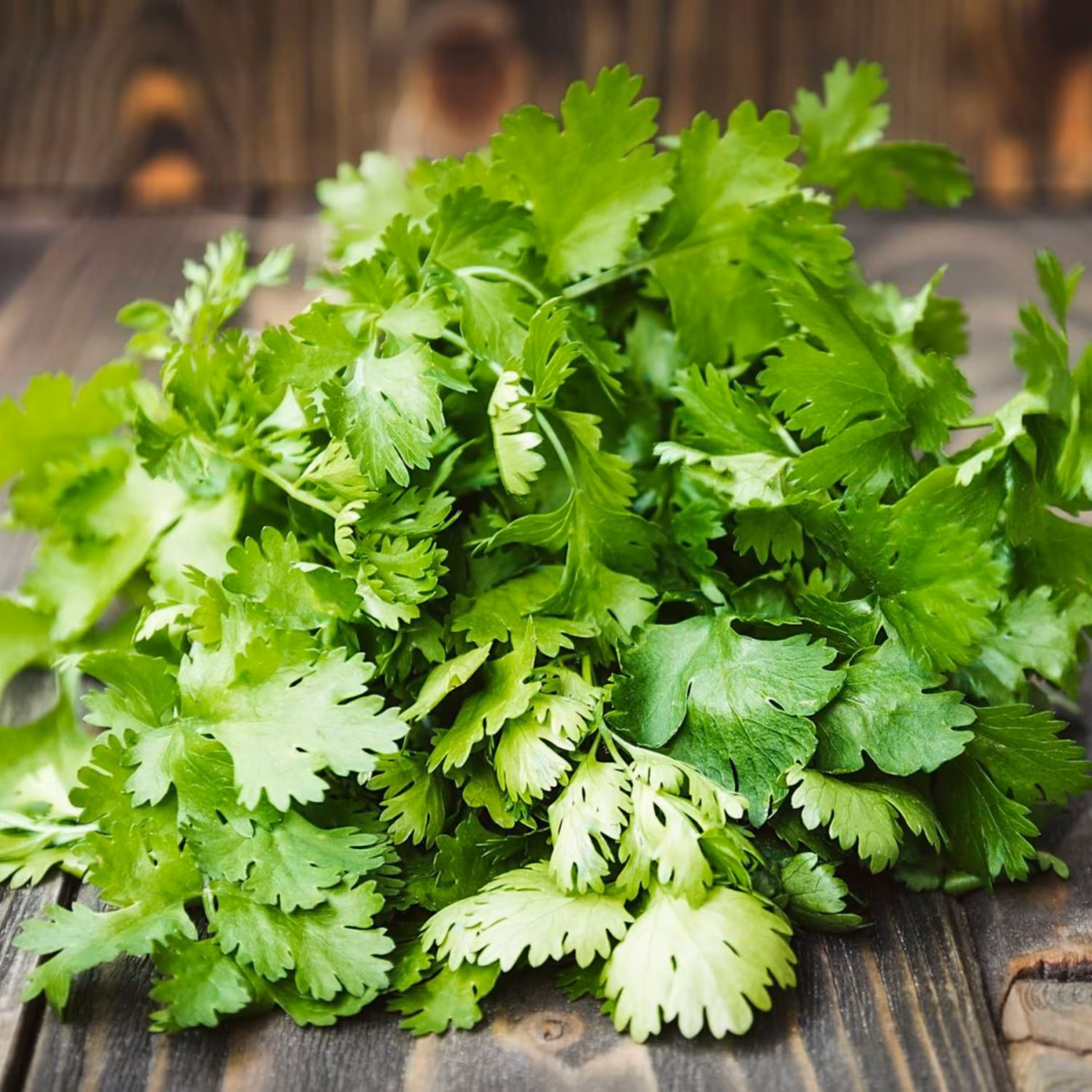 بذر گشنیز (بسته 500 گرمی)