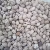 لوبیا چیتی (5000گرم)