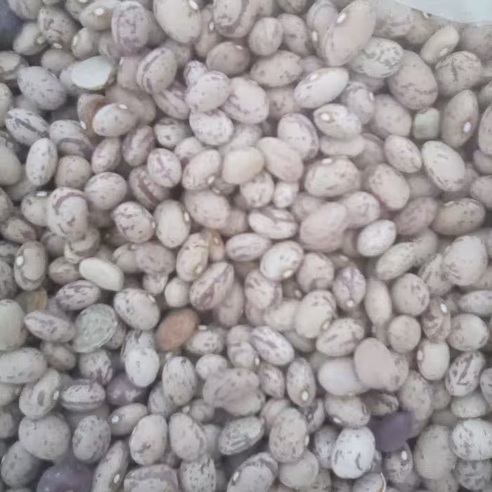 لوبیا چیتی (5000گرم)