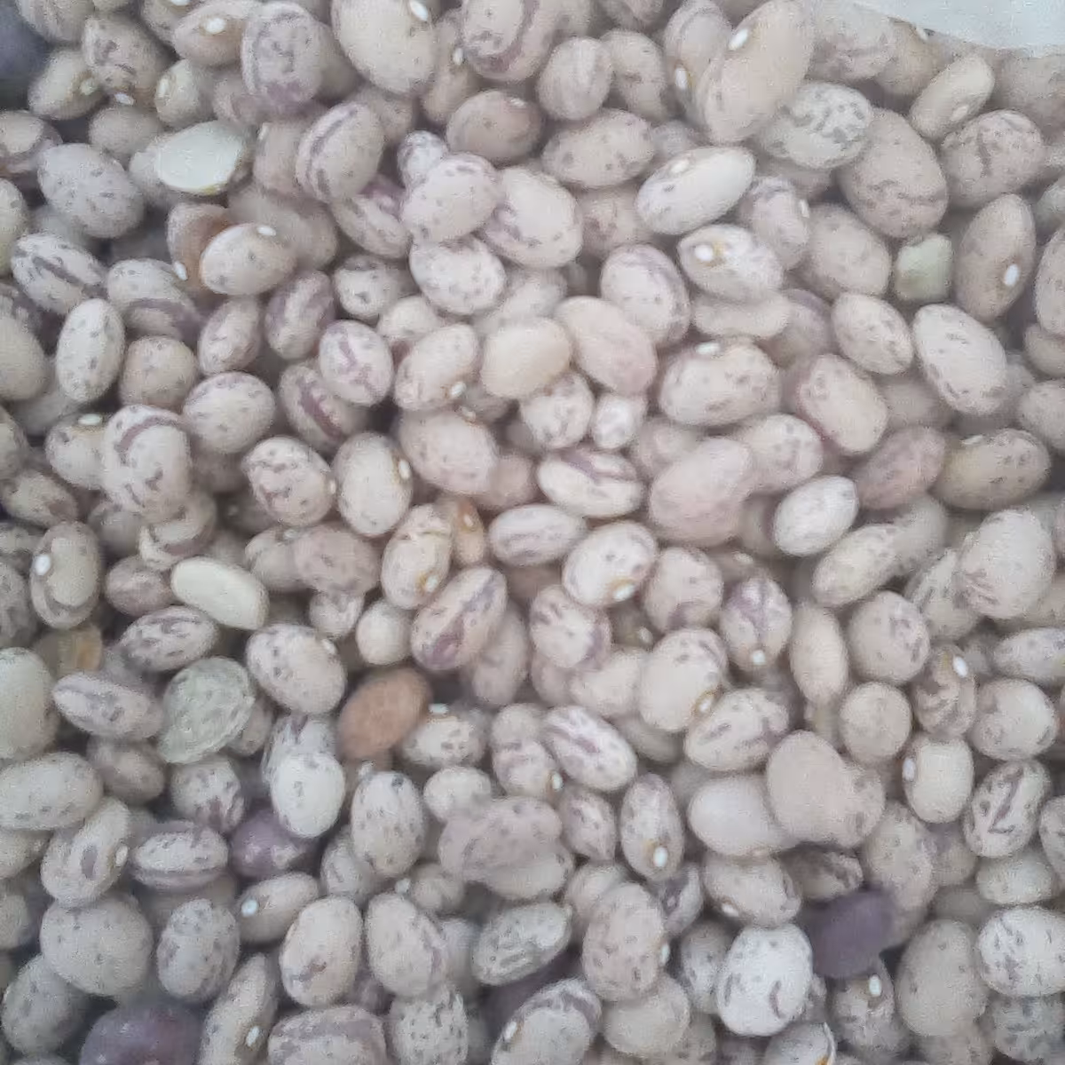 لوبیا چیتی (5000گرم)