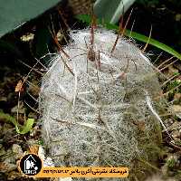 بذر کاکتوس Oreocereus Celsdianus