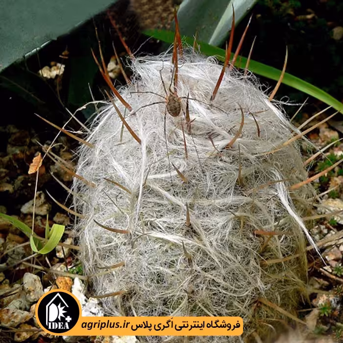 بذر کاکتوس Oreocereus Celsdianus