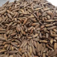 چلغوز درشت عمده(5کیلو)