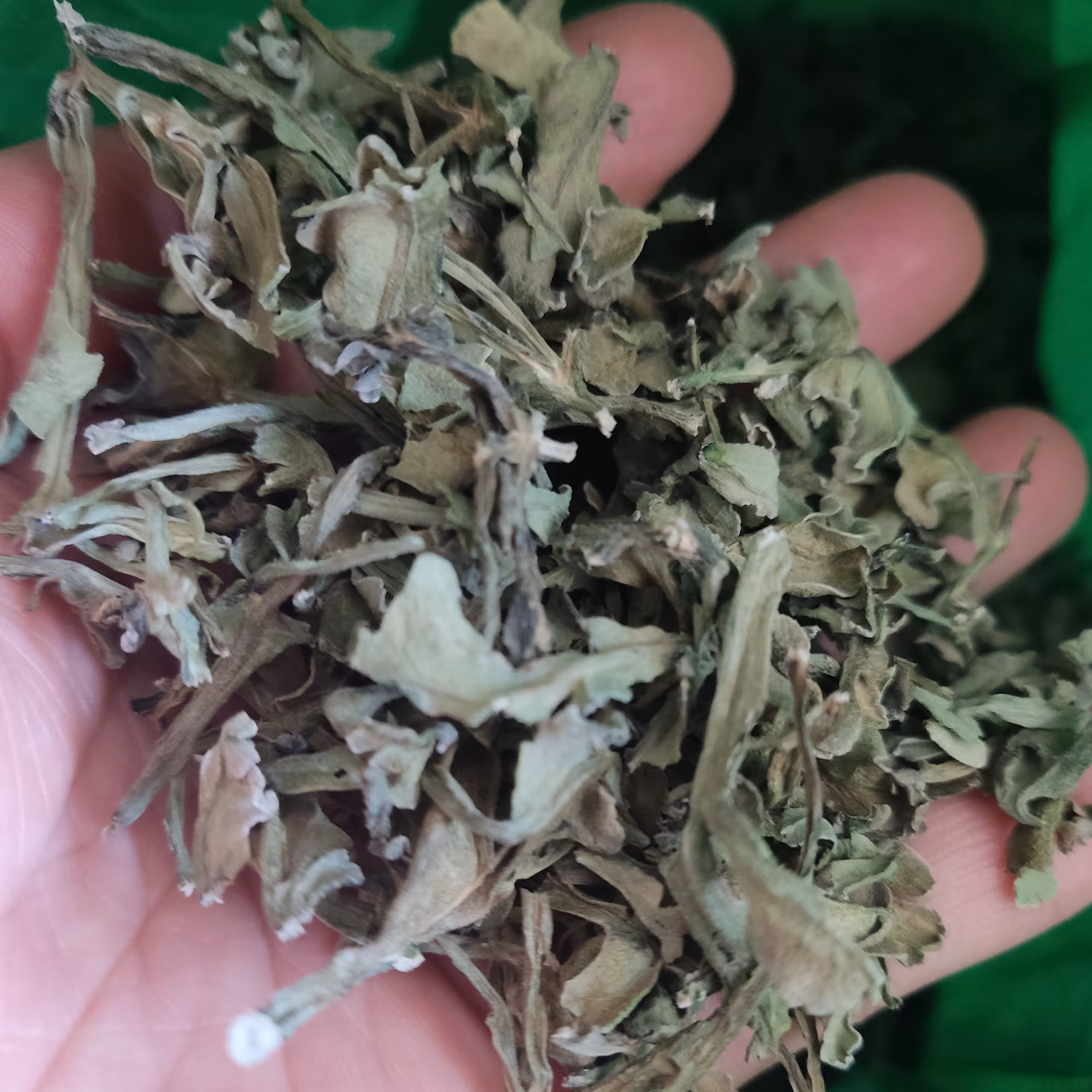 سبزی خشک انغوزه  100گرمی 