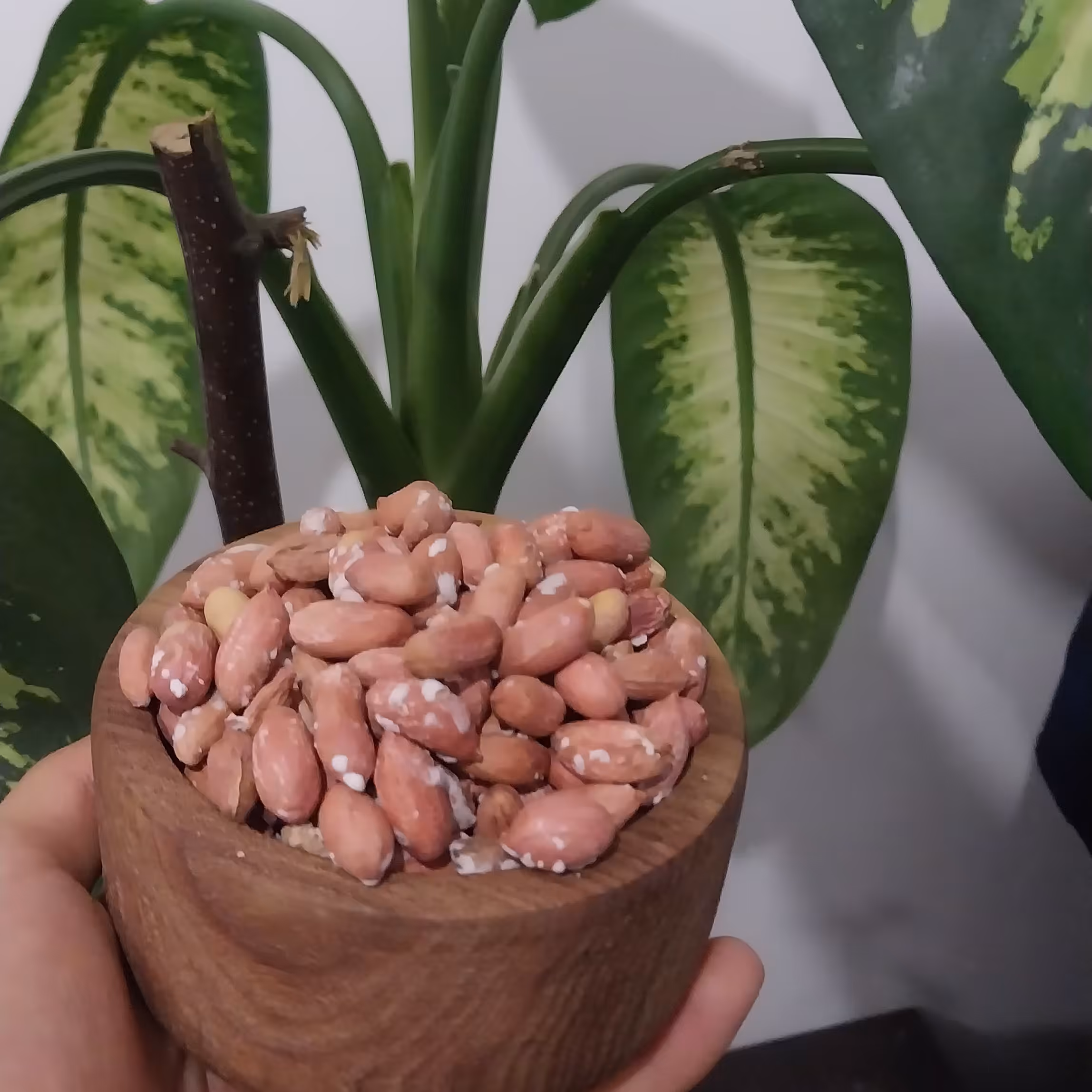 بادام زمینی نُقلی (ریز) دو آتیشه  اعلا امساله 500 گرمی 