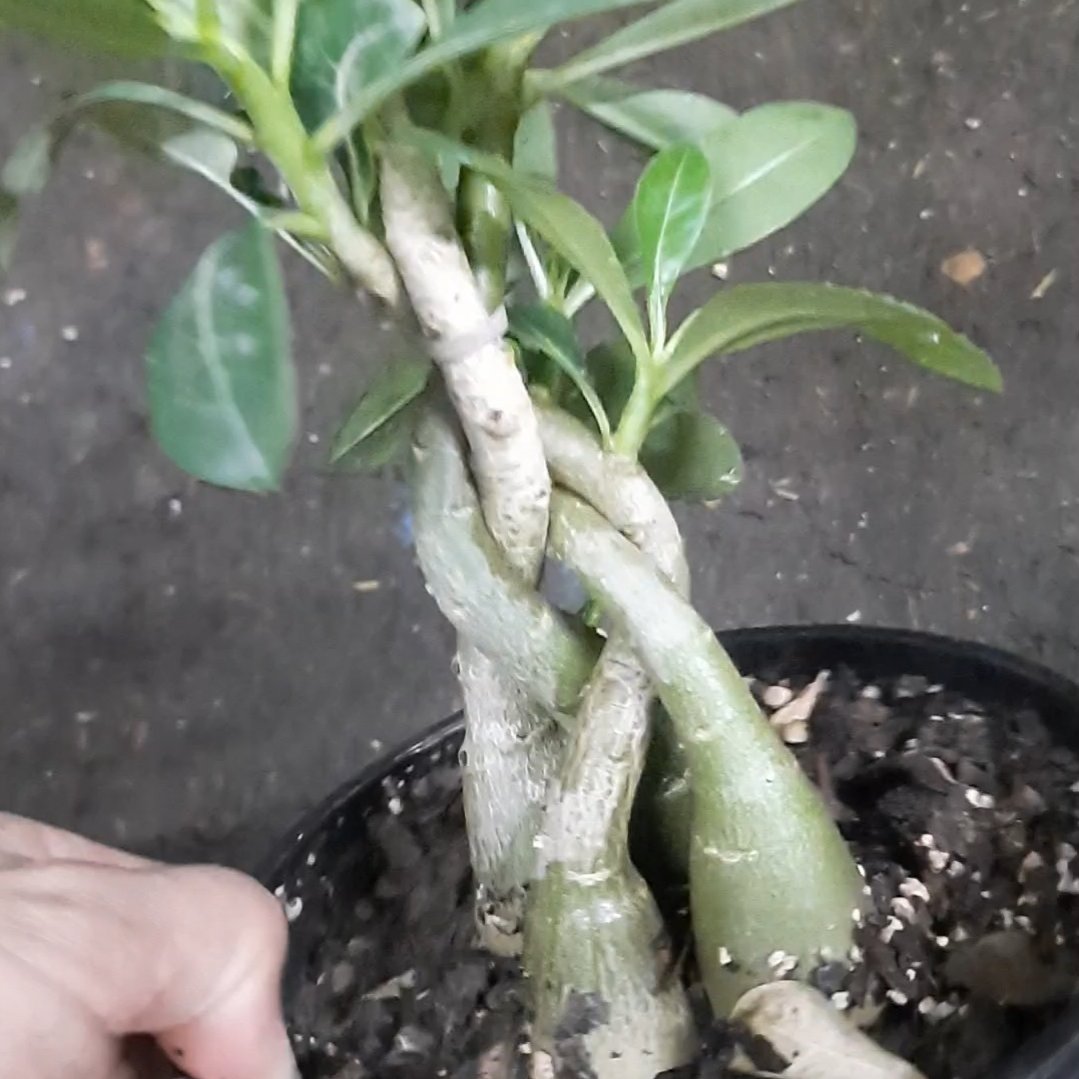 آدنیوم بافت 