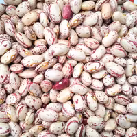 لوبیا چیتی،محصول1402،برند تراوا،محصول گیلان زمین