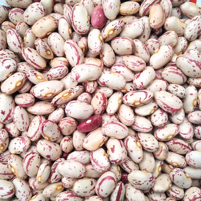 لوبیا چیتی،محصول1402،برند تراوا،محصول گیلان زمین