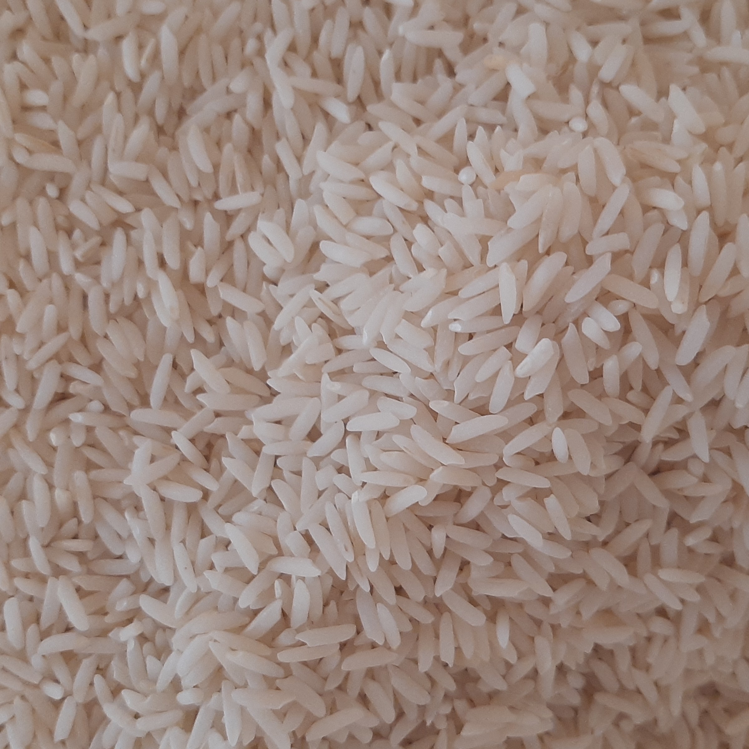 برنج طارم محلی کشت دوم مرغوب و خالص