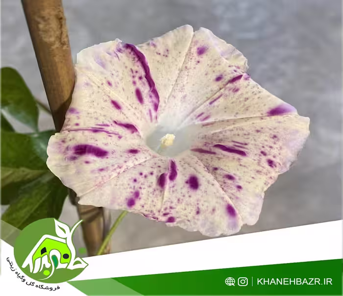 بذر پیچک قرمز خالدار Red Speckled Ipomoea Nil - خانه بذر | فروشگاه بذر وارداتی گل و گیاه زینتی 1404