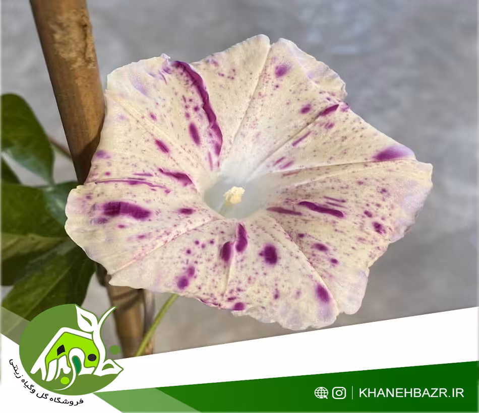 بذر پیچک قرمز خالدار Red Speckled Ipomoea Nil - خانه بذر | فروشگاه بذر وارداتی گل و گیاه زینتی 1404