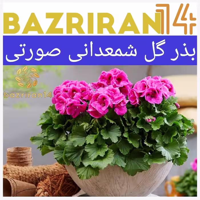 بذر گل شمعدانی صورتی