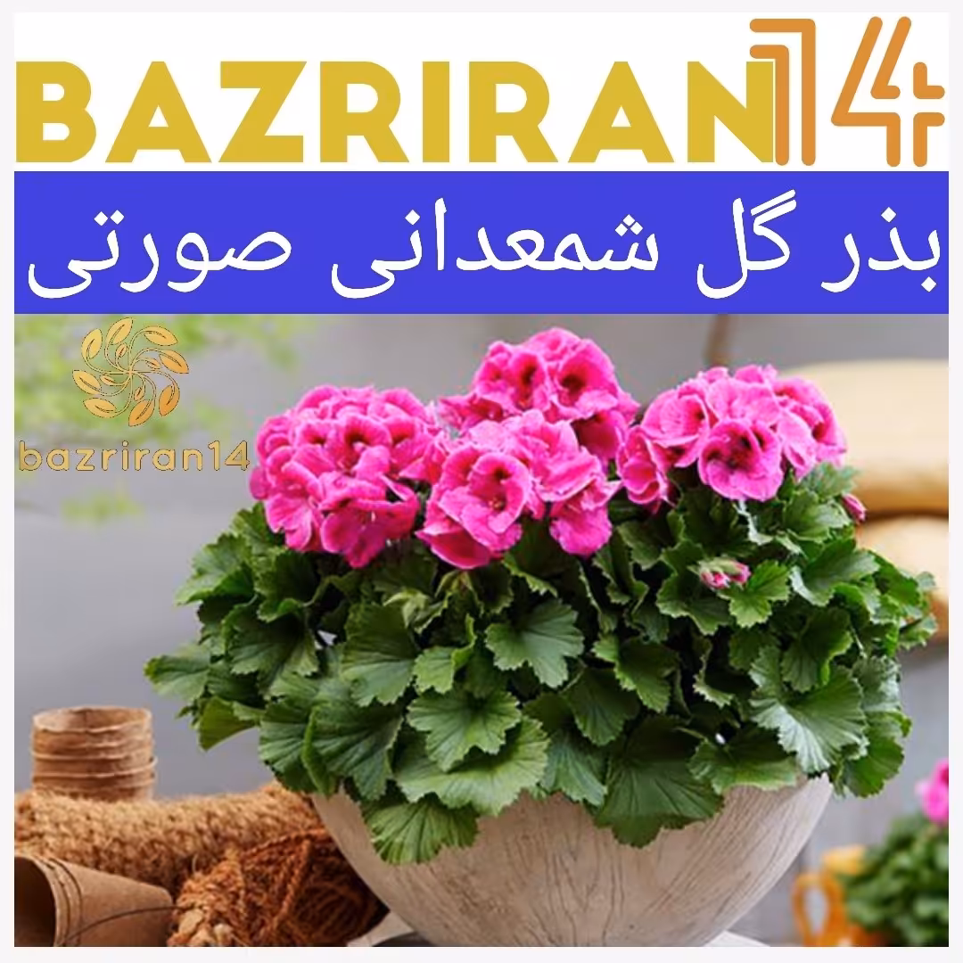 بذر گل شمعدانی صورتی