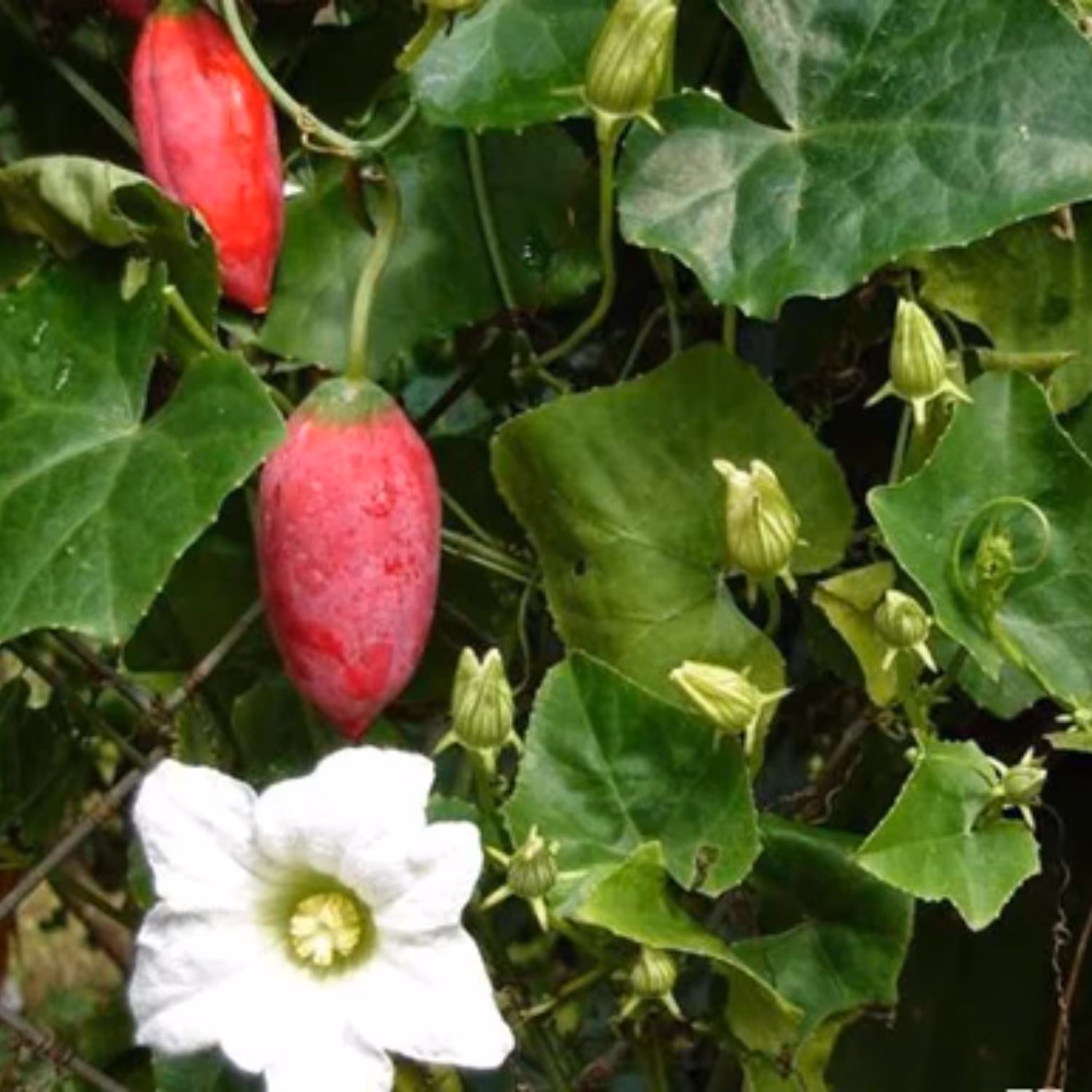 بذر خیار سرخ بسته 2 عددی